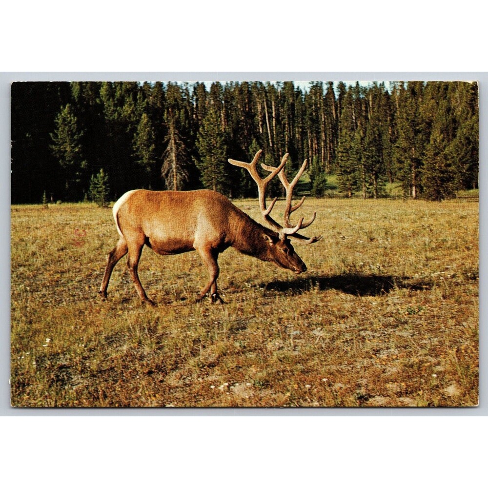 Postcard Wyoming Yellowstone National Park Bull Elk Wapiti 3 Stamps Posted 1980
